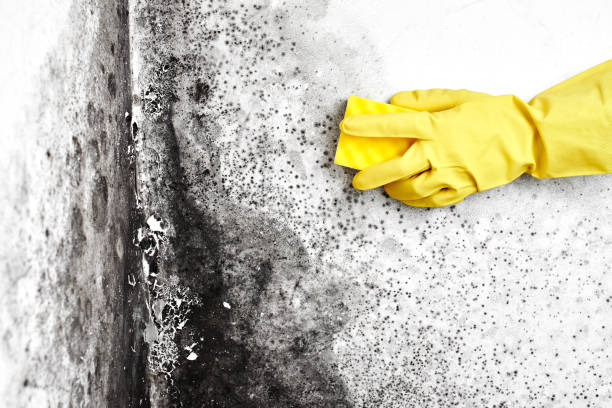 Best Crawl Space Mold Removal  in Cotati, CA