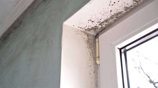 Best Black Mold Removal  in Cotati, CA