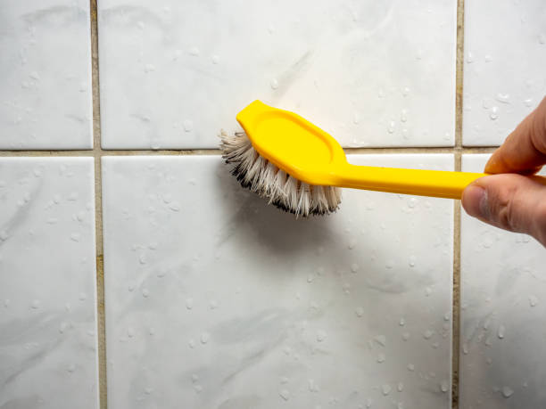 Best Mold Removal Company Near Me  in Cotati, CA