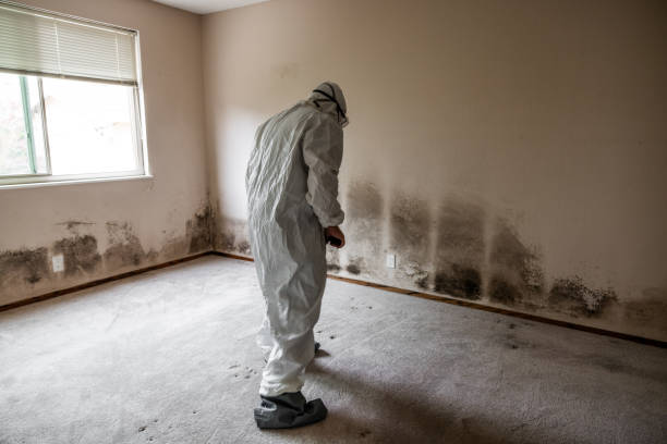 Best Crawl Space Mold Removal  in Cotati, CA