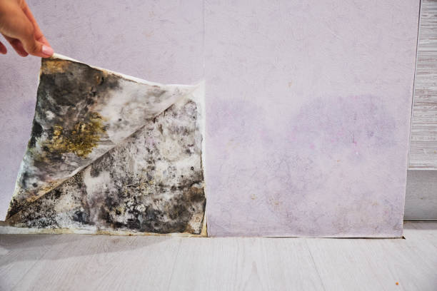 Best Mold Removal Near Me  in Cotati, CA